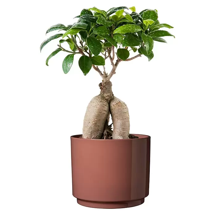 Soendgen Keramik Übertopf rund Oslo Seventies - Außenmaß (Ø x H): 16 x 13 cm, Lychee, Keramik, Glänzend - Topf-Ficus-Ginseng-Bonsai mit grünen Blättern und Wassertropfen in einem rötlich-braunen Topf.