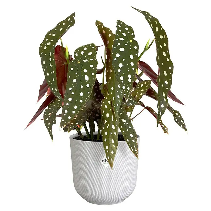 Elho Maceta para planta Jazz Round - Dimensiones externas (Ø x Al): 19 x 28 cm, Plástico, Blanco - Una begonia exótica 'Angel Wing' con hojas manchadas en una elegante maceta blanca, añadiendo un toque de elegancia a cualquier espacio.