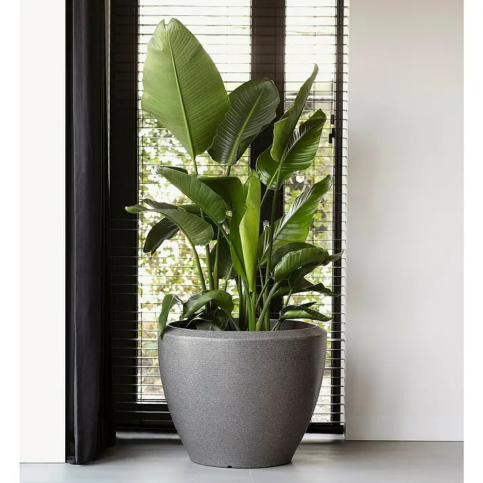 Capi Europe Übertopf rund Arc Granite - Außenmaß (Ø x H): 60 x 48 cm, Anthrazit, Kunststoff, Matt - Elegante Zimmerpflanze Strelitzia in stilvollem, grauem Pflanzgefäß, perfekt für moderne Innenräume und zur Dekoration des Wohnraums.