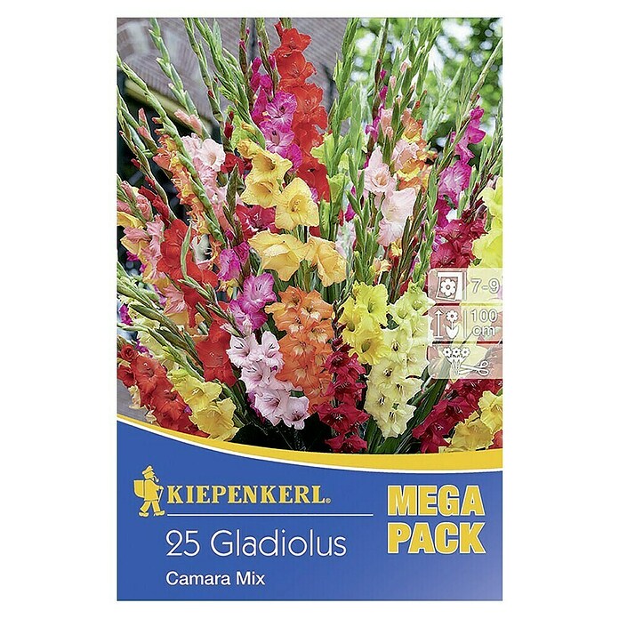 Bulbi da fiore Kiepenkerl Mix di gladioli