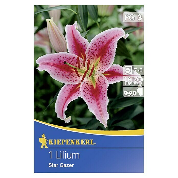 Kiepenkerl Lilie 'Stargazer'