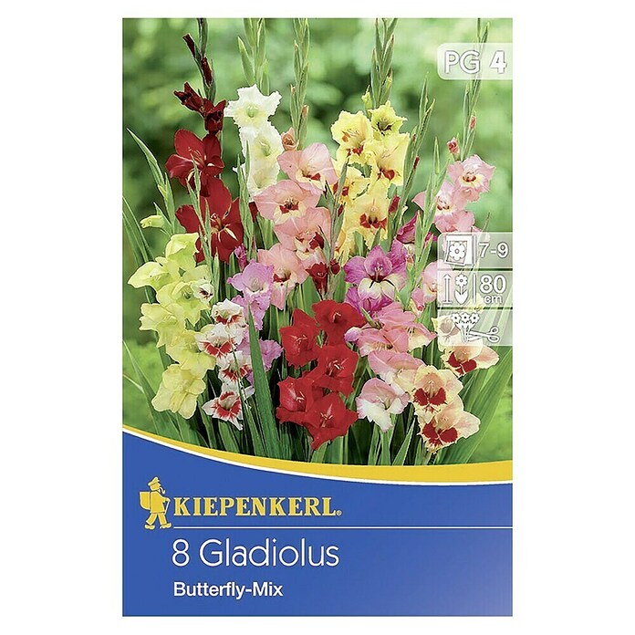 Kiepenkerl Gladiole 'Butterfly Mix'