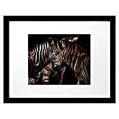 Cuadro enmarcado Cebras (Zebras, 40 x 30 cm)