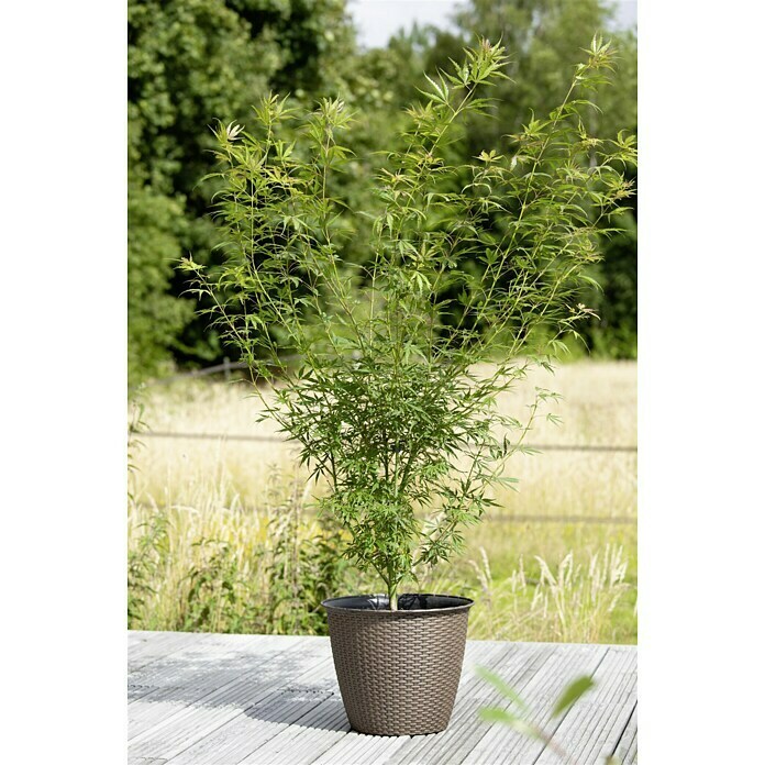 Acer palmatum 5 i.S.gem.