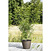 Acer palmatum 5 i.S.gem.