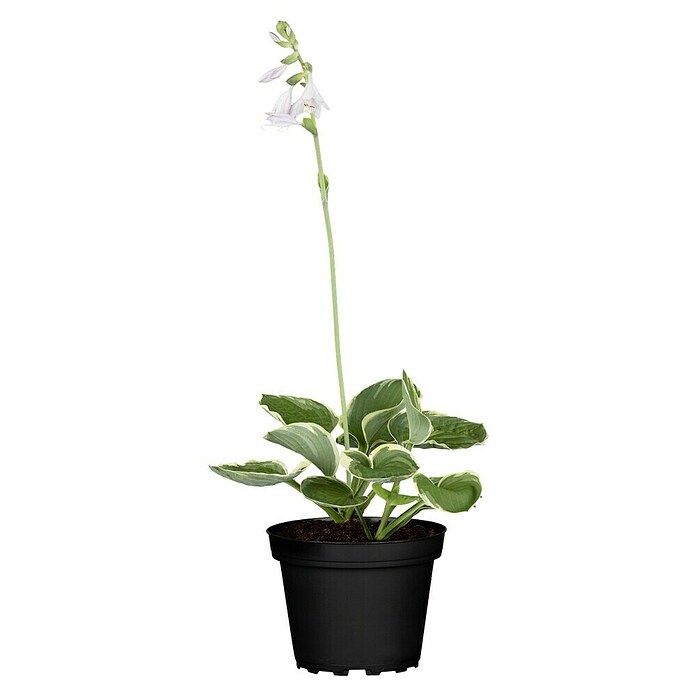 Piardino Funkie (Topfgröße: 17 cm)