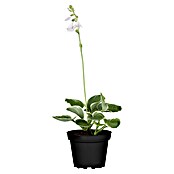 Piardino Funkie (Topfgröße: 17 cm)