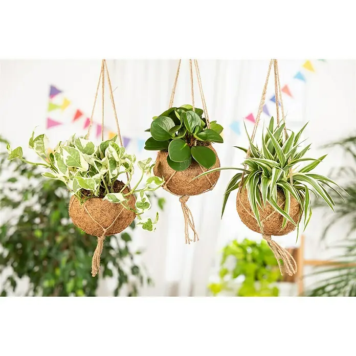 Piardino Zimmerpflanzen-Mix - Verschiedene Sorten, Topfgröße: 12 cm - Drei hängende Pflanzen in Kokosnussschalen mit verschiedenen grünen Pflanzenarten, die eine natürliche Note verleihen.