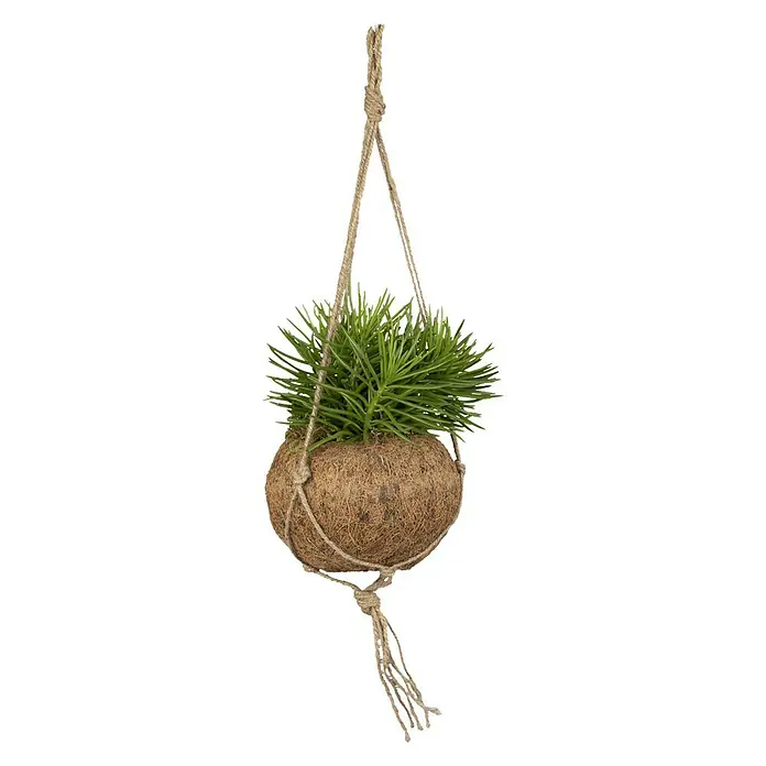 Piardino Zimmerpflanzen-Mix - Verschiedene Sorten, Topfgröße: 12 cm - Hängende Kokedama Pflanze mit grünen Blättern und einer Kokosnussschale, aufgehängt an einer Juteschnur.