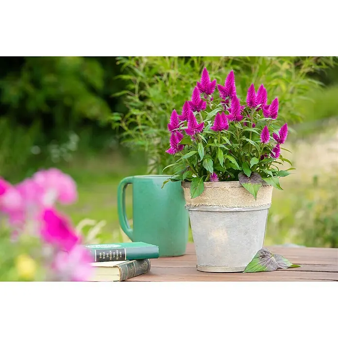 Piardino Celosia argentea - Celosia argentea var. plumosus, Tamaño de maceta: 14 cm - Una maceta de flores Celosia con un acento rústico de banda de arpillera, sentado en una mesa de madera con una taza verde y libros antiguos.