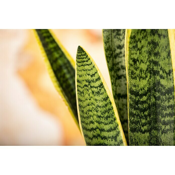 Piardino BogenhanfSansevieria trifasciata, Topfgröße: 17 cm, Blattfarbe: Gelb/Grün Detail Shot