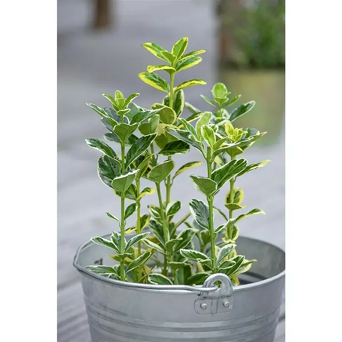 Piardino Evónimo Compacto - Euonymus japonicus, Verde - Un arbusto de Eonymus fortunei 'Emerald 'n' Gold', que crece en un cubo de metal galvanizado en el jardín, mostrando las hojas.