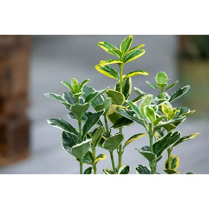 Piardino Evónimo Compacto - Euonymus japonicus, Verde - Un primer plano de un arbusto de evónimo 'Emerald 'n' Gold' con hojas verdes y doradas.