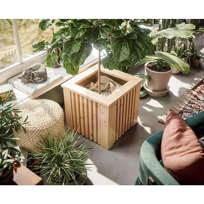 Pflanzkasten York - Außenmaß (L x B x H): 40 x 40 x 40 cm, Holz, Braun - Nahaufnahme eines quadratischen Holzpflanzgefäßes mit vertikalen Lamellen, das einen Feigenbaum enthält, mit dekorativem Kieselbelag.
