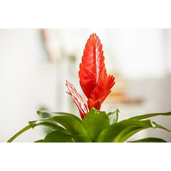 Piardino Bromelie (Bromelia, Topfgröße: 10 cm, Sortenabhängig) | BAUHAUS