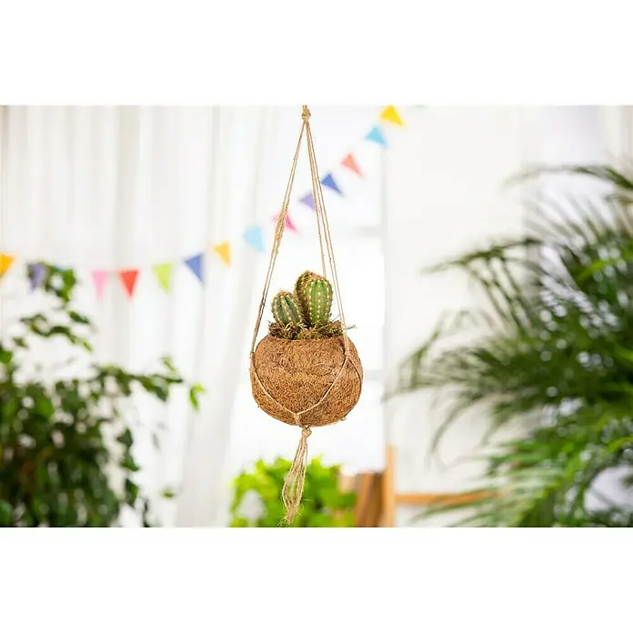 Piardino Kaktus Kokodama - Cactus, Topfgröße: 10 cm - Hängender Kaktus in einer Kokosnussschale. Dieser ungewöhnliche Kaktus ist ein echter Blickfang und bringt ein Stück Natur in dein Zuhause.