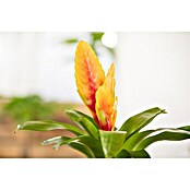 Piardino Bromelie (Bromelia, Topfgröße: 10 cm, Sortenabhängig) | BAUHAUS