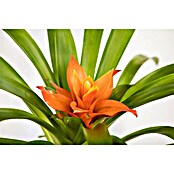Piardino Bromelie (Bromelia, Topfgröße: 10 cm, Sortenabhängig) | BAUHAUS