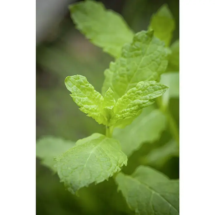 Blu Bio Marokkanische Minze - Mentha spicata Maraocco - Nahaufnahme von frischen, grünen Minzblättern, die die lebendige Farbe und Textur dieser aromatischen Pflanze hervorhebt.