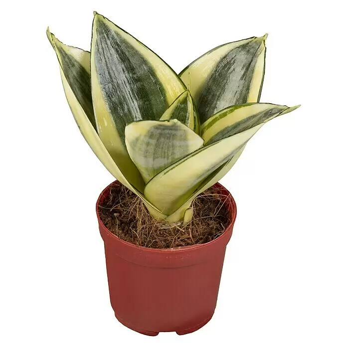 Piardino Bogenhanf MinisSansevieria, Topfgröße: 7 cm, Gelb-Grün