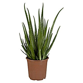 Piardino Aloe vera (Aloe vera, Topfgröße: 21 cm)