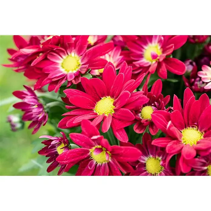 Piardino Herbst-Chrysantheme Swifty - Dendranthema indicum, Topfgröße: 12 cm, Sortenabhängig - Nahaufnahme von roten Chrysanthemen mit gelben Zentren, die ihre Blütenblätter und leuchtenden Farben zeigen.