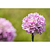 Piardino Grasnelke (Armeria pseudarmeria Dreameria, Topfgröße: 13 cm, Rosa) | BAUHAUS
