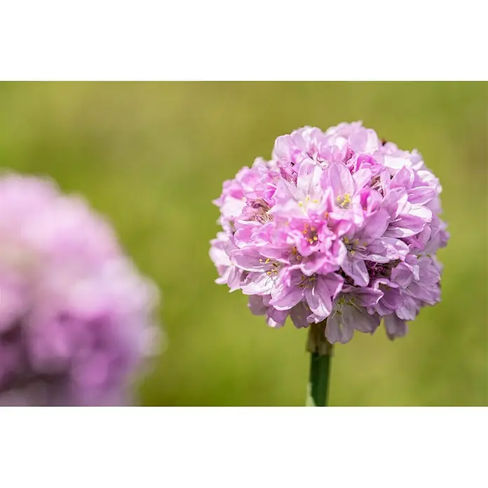 Piardino Grasnelke - Armeria pseudarmeria Dreameria, Topfgröße: 13 cm, Rosa - Nahaufnahme einer rosa Strandnelke, die ihre zarten Blütenblätter und gelben Staubgefäße auf einem grünen Stiel präsentiert.