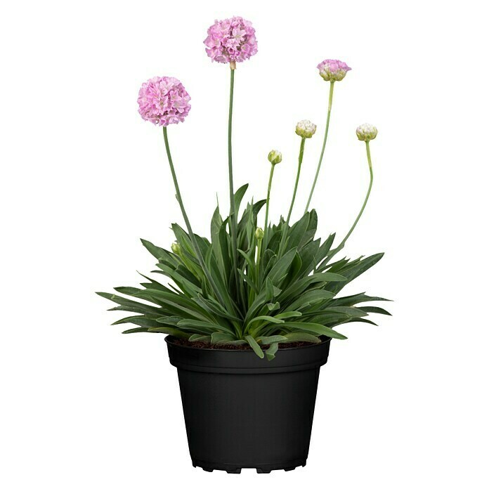 Piardino Grasnelke (Armeria pseudarmeria Dreameria, Topfgröße: 13 cm, Rosa) | BAUHAUS