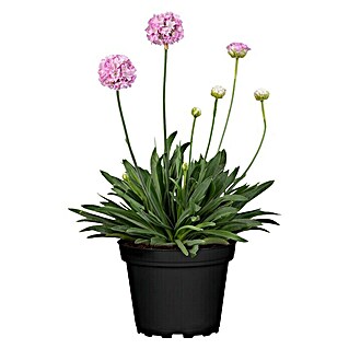 Piardino Grasnelke (Armeria pseudarmeria Dreameria, Topfgröße: 13 cm, Rosa)