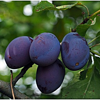 Piardino Pflaumenbaum (Prunus domestica Nancy, Topfvolumen: 7 l, Erntezeit: August)