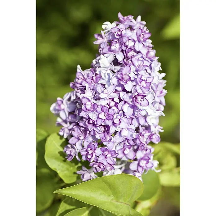 Piardino Flieder - Syringa vulgaris, Topfgröße: 23 cm - Nahaufnahme von lila Fliederblüten, die die zarten Blütenblätter und die leuchtenden Farben der Pflanze hervorheben.