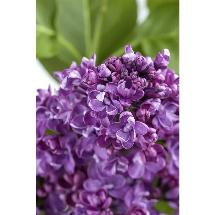 Piardino Flieder - Syringa vulgaris, Topfgröße: 23 cm - Nahaufnahme einer lila Fliederblüte, die ihre zarten Blüten und subtilen Farbnuancen zeigt. Ein elegantes botanisches Detail.