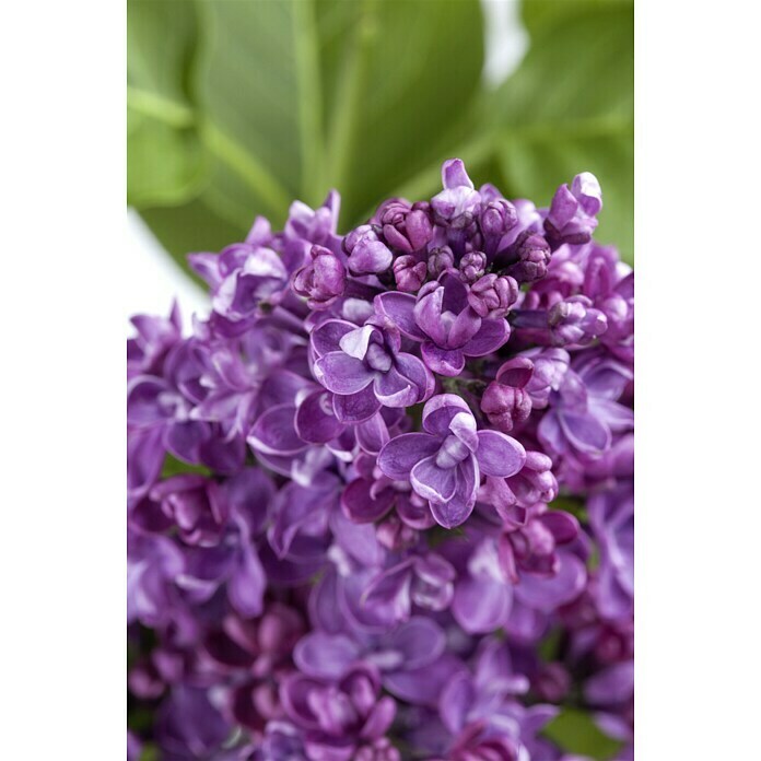 Piardino FliederSyringa vulgaris Detail Shot