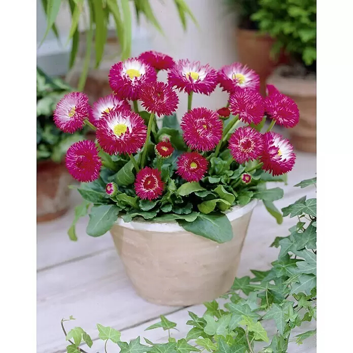 Piardino Gänseblümchen - Bellis perennis, Topfgröße: 11 cm