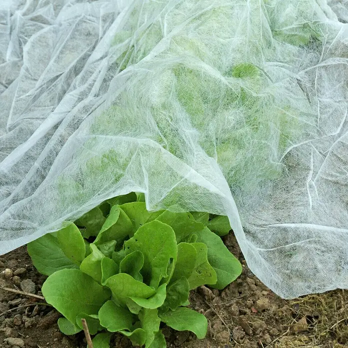 Gardol Classic Gartenvlies - L x B: 10 x 1,5 m - Nahaufnahme von Salatpflanzen, die im Garten mit einem leichten, weißen Schutzvlies bedeckt sind, um sie vor Frost zu schützen.