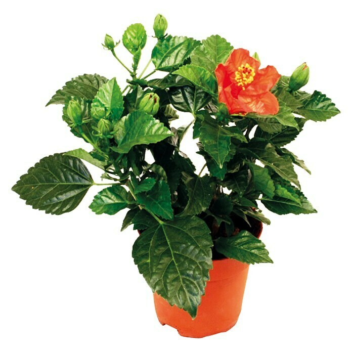 Piardino Chinesischer Roseneibisch (Hibiscus sinensis, Topfgröße: 13 cm, Rot)