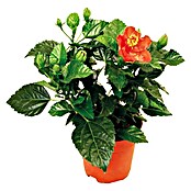 Piardino Chinesischer Roseneibisch (Hibiscus sinensis, Topfgröße: 13 cm, Rot)