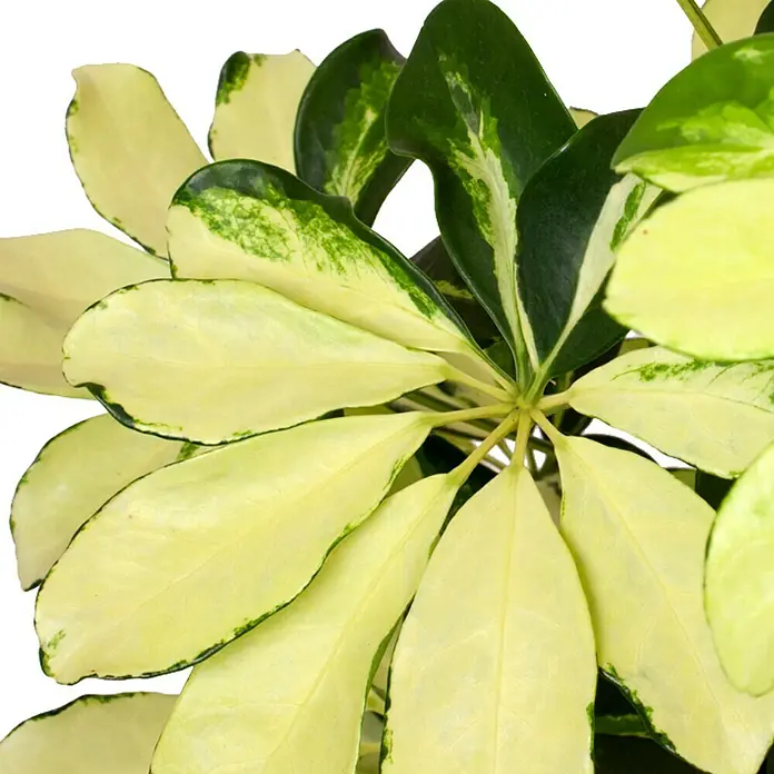 Piardino Cheflera - Schefflera arboricola Gerda, Tamaño de maceta: 13 cm, Color de la hoja: Amarillo/Verde - Primer plano de una Schefflera Arboricola Variegata, que muestra sus exclusivas hojas variegadas en crema y verde.