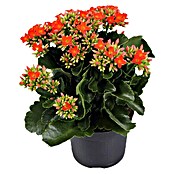 Piardino Flammendes Käthchen (Kalanchoe blossfeldiana, Topfgröße: 10,5 cm, Orange)