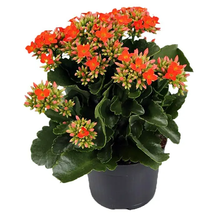 Piardino Flammendes Käthchen - Kalanchoe blossfeldiana, Topfgröße: 10 cm, Orange - Ein Topf mit einer üppigen Kalanchoe Pflanze, die mit leuchtend orangefarbenen Blüten übersät ist und in einem schlichten, schwarzen Topf sitzt.