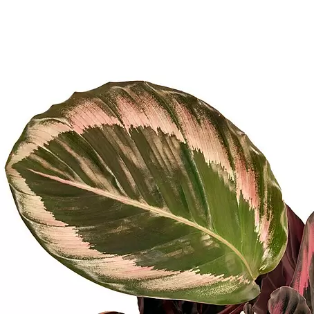 Piardino Calathea - Jetzt kaufen! Schnelle Lieferung