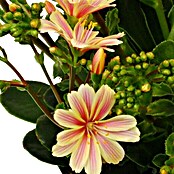 Levisia (Lewisia cotyledon, Tamaño de maceta: 11 cm, Color de flor: En función de la variedad)