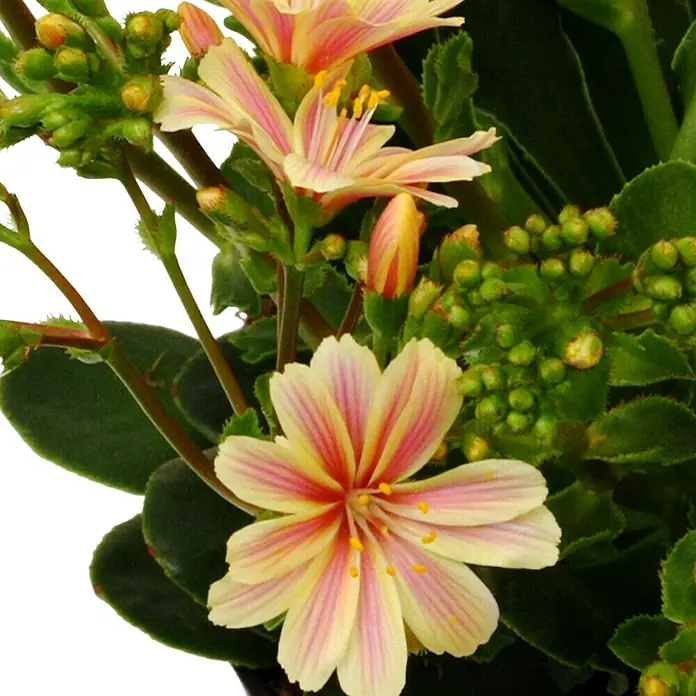 Piardino Gewöhnliche Bitterwurz - Lewisia cotyledon, Topfgröße: 13 cm, Sortenabhängig - Nahaufnahme einer Lewisia-Pflanze mit zarten Blütenblättern in Gelb und Rosa, die eine charmante und natürliche Schönheit ausstrahlen.