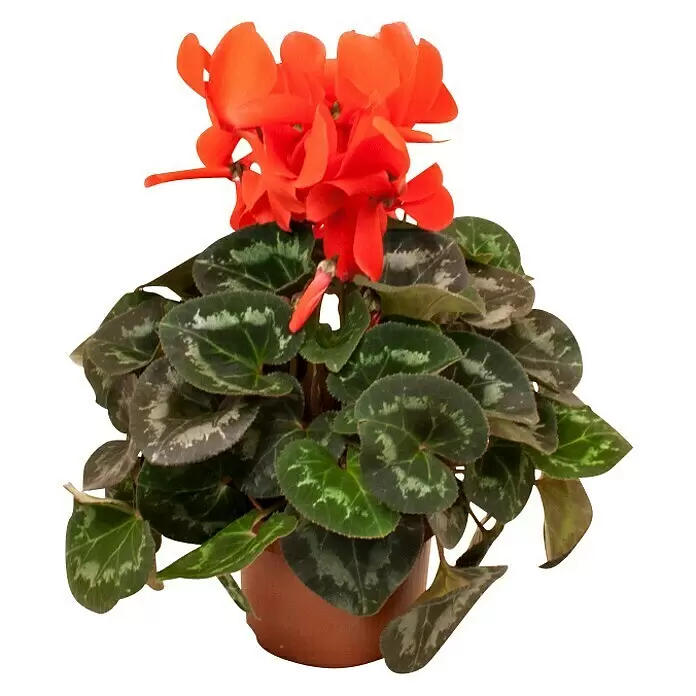 Piardino Zimmer-Alpenveilchen - Cyclamen persicum, Topfgröße: 13 cm, Rot - Vorderansicht