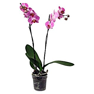 Piardino Orquídea mariposa (Phalaenopsis Hybride, Tamaño de maceta: 12 cm, Dependiendo de la variedad, Número de brotes: 2 ud., En posición vertical)