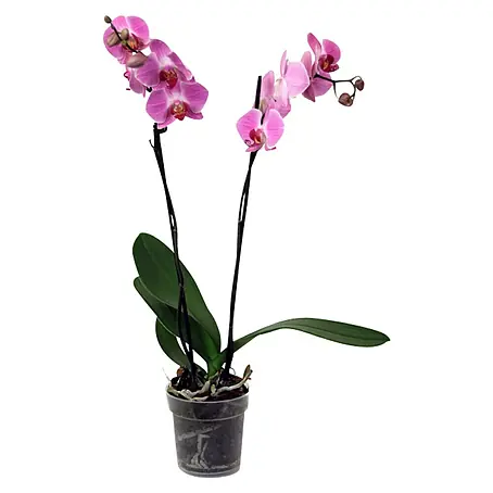 Piardino  Orquídea mariposa