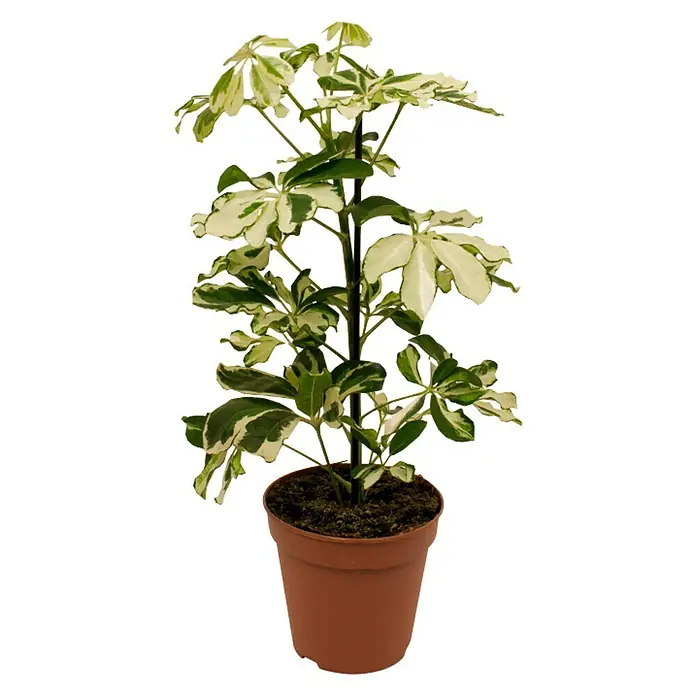 Piardino Cheflera - Schefflera arboricola Charlotte, Tamaño de maceta: 13 cm, Verde/Blanco - El árbol paraguas 'Gold Capella' es una atractiva planta de interior en una maceta marrón que inspira con su colorido follaje.