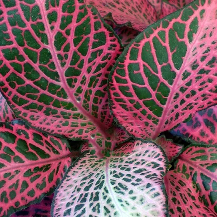 Piardino Fittonie - Fittonia verschaffeltii, Topfgröße: 12 cm, Grün/Rot - Nahaufnahme einer Fittonie-Pflanze mit auffälligen pinkfarbenen Blattadern und dunkelgrünem Blattwerk, die die detaillierte Struktur der Blätter hervorhebt.