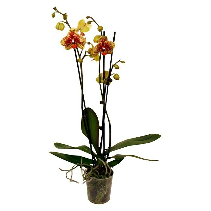 Piardino Orquídea mariposa (Phalaenopsis Hybride Beesting, Tamaño de maceta: 12 cm, 2 colores)